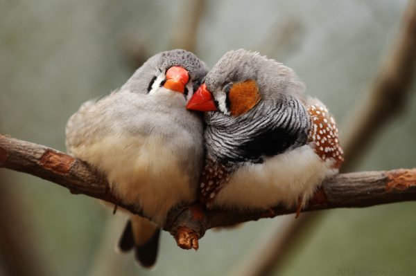 Two zebra finches snuggling on a twig